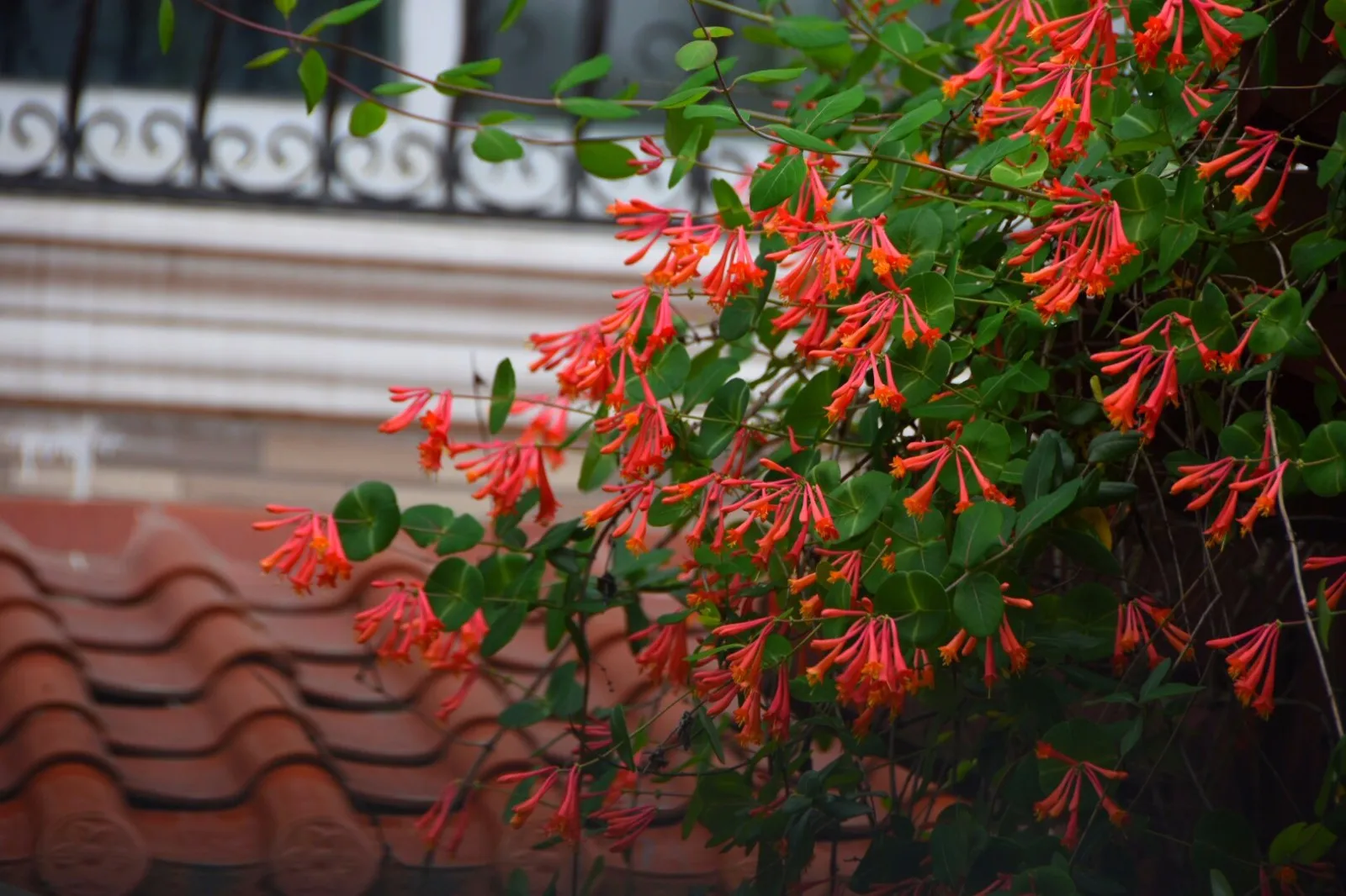 

Комплект из 4 шин для радиоуправляемых внедорожных багги, 118 мм, 1/8, с шестигранным креплением 17 мм, для ARRMA Typhon Talion, Redcat Team, Losi, Kyosho, HPI, WR8, HSP RC Car