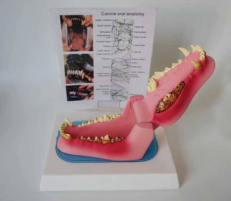 Dog Tooth Sickness and Health Model Canine Veterinary Animal Skeleton Pet Veterinary Teaching Instrument