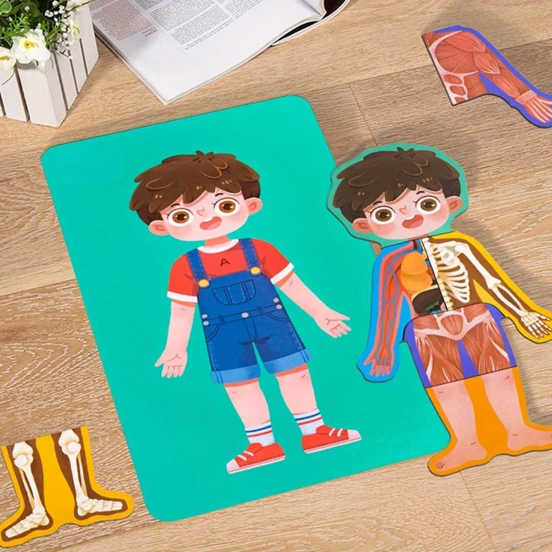 

1 шт. деревянные пазлы, структура человеческого тела, познавательная структура, биологические деревянные аксессуары, просветление, головоломка, обучение