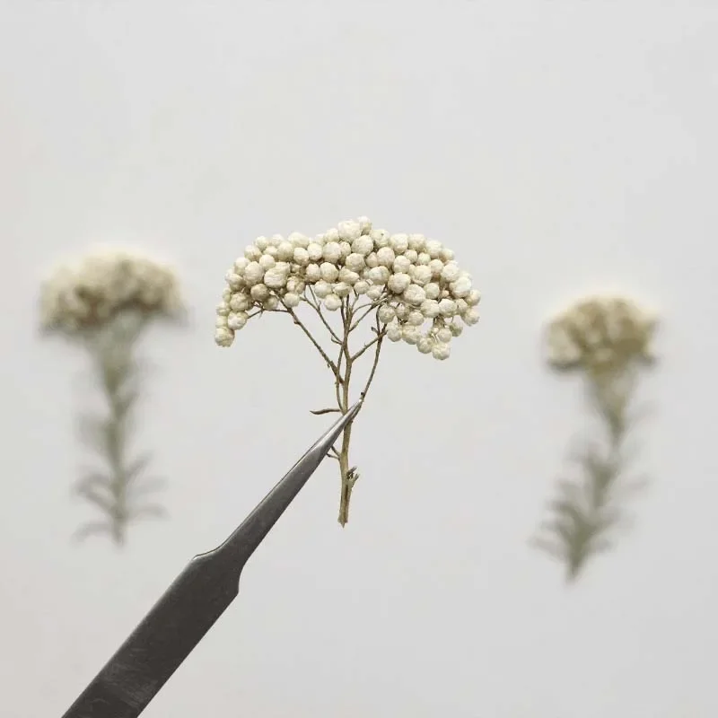 3~7CM/Natural Dried Pressed Flowers Dry Florals Small Press Millet Flower Branches For Epoxy Resin Jewellery,Candle Making