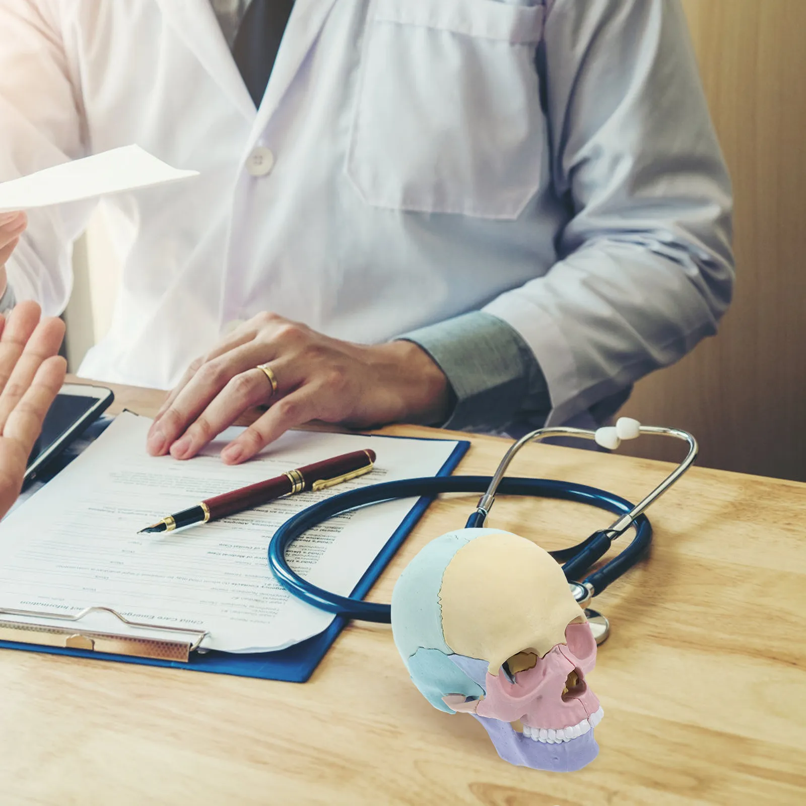equipamento-de-ensino-de-anatomia-do-cranio-humano-colorido-desmontavel-cranio-desmontado-para-estudo-detalhado-modelos-de-anatomia