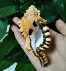 Black-spotted Bath Triton Sea Shell Cymatium Lotorium Natural Yellow-orange Shell Conch Specimen Fish Tank DIY Photography Props