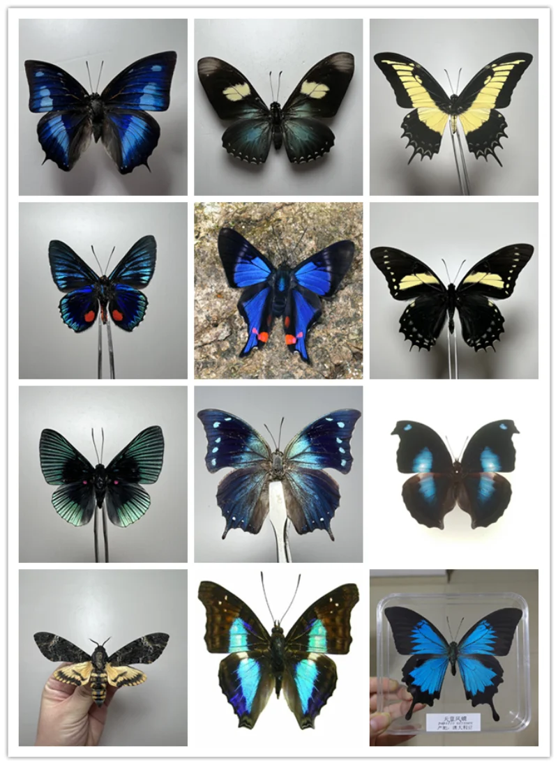 Real butterfly specimen photography props popular science teaching knickknacks home decor  home accessories