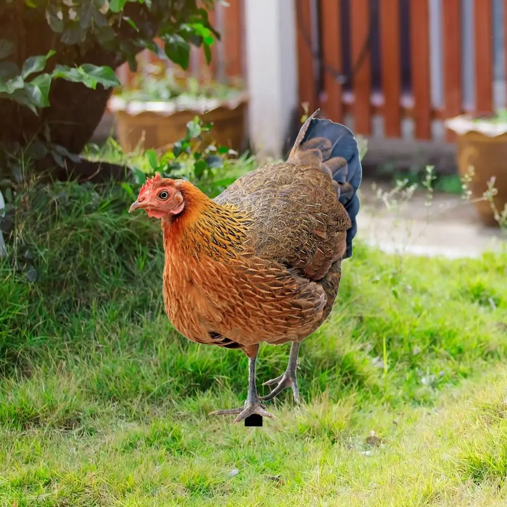 Realistische 3D-Gartenhühnerfigur zum Selbermachen, Acryl-Hühnerornament für den Garten, zuverlässige Tierskulptur für die Terrasse