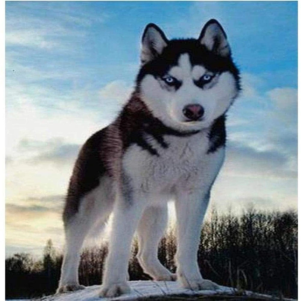 Animal Dog Husky DIY Embroidery 11CT Cross Stitch Kits Needlework Craft Set Cotton Thread Printed Canvas Home     Room