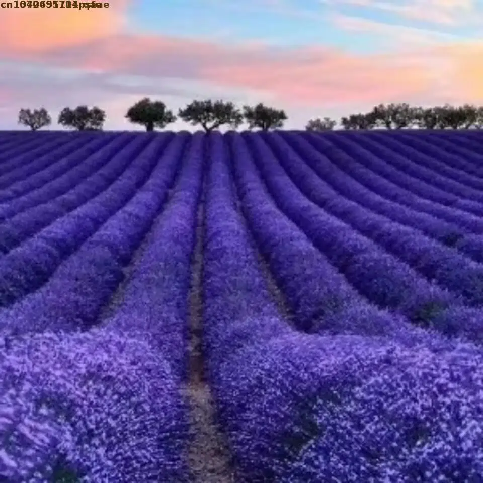 100% Natural Dried Flowers Lavender Buds With Bags Fragrant Pillow Filling Aromatherapy Candle Soap Making Art Craft Accessories view 4