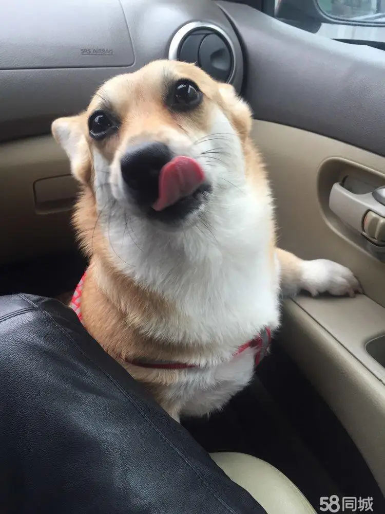 Damska moda streetwearowa, codzienne bluzy z kapturem, rozpinane sukienki, czarne bluzy z kieszeniami na zamek, bluzy z kapturem, wiosenna ciepła kurtka.