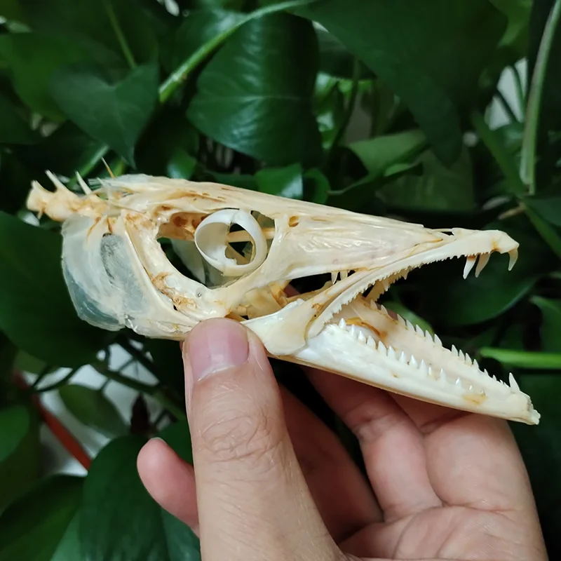 15CM Real Northern Pike Skull Natural Esox Lucius Fish Skeleton Animal Skeleton Specimen Model Taxidermy Science Education