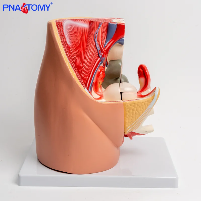 

Female Sagittal Anatomical Model of Reproductive System Pelvic Floor Muscle Female Pelvic Uterus and Bladder