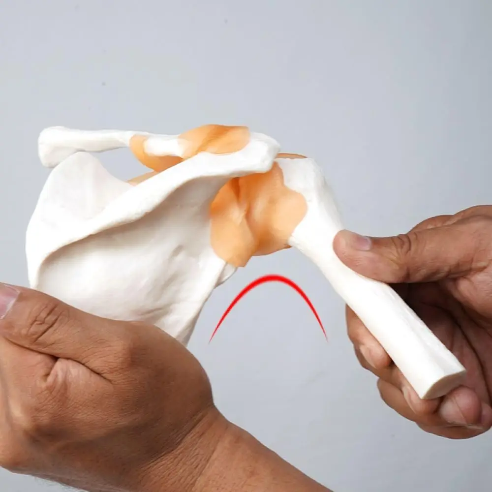 Anatomical Human Skeleton Shoulder Joint Model with Ligament Medical School Teaching Aid Nurse Training Clinical Simulation Tool