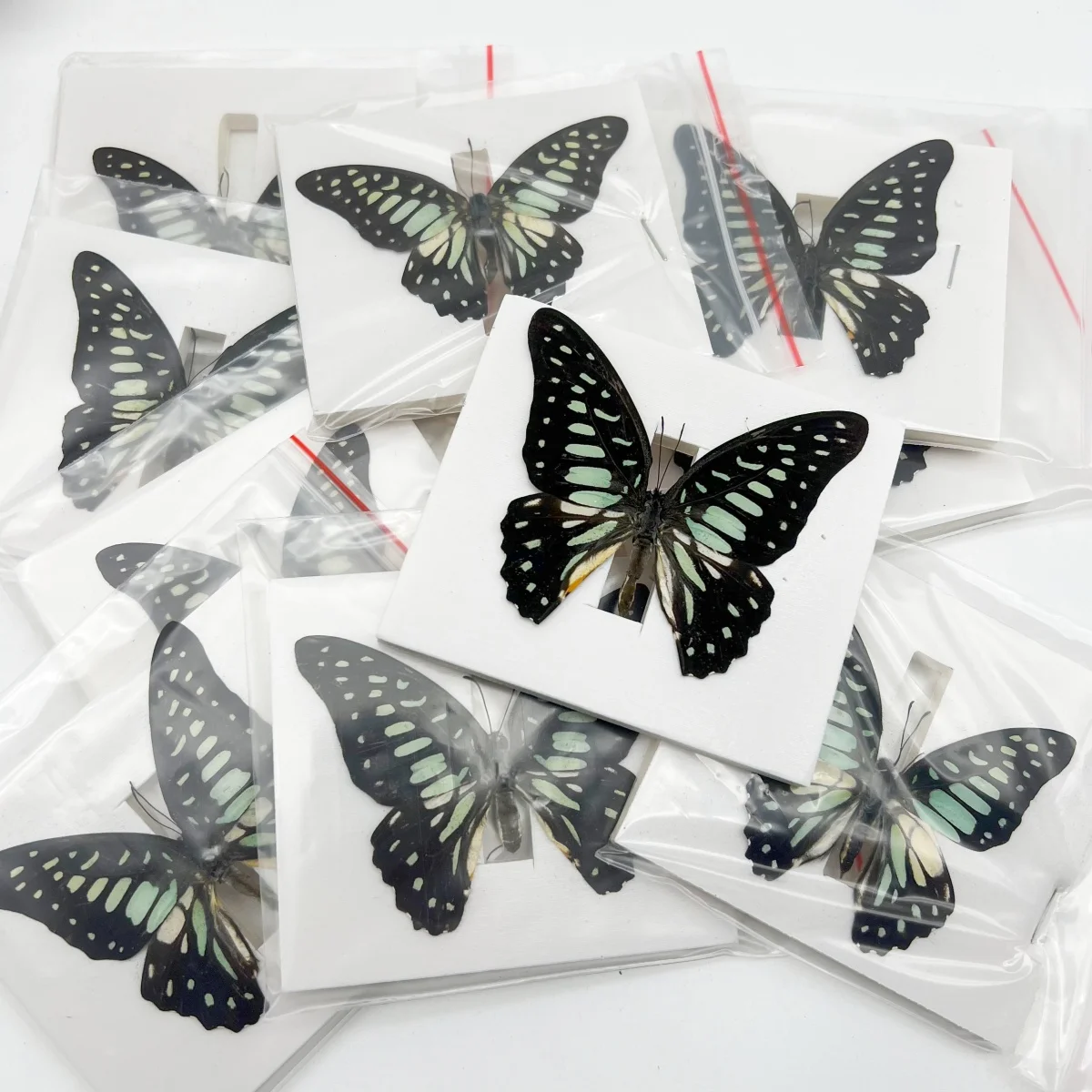 

6-100 pcs natural Real Butterflies Specimen (Graphium doson）