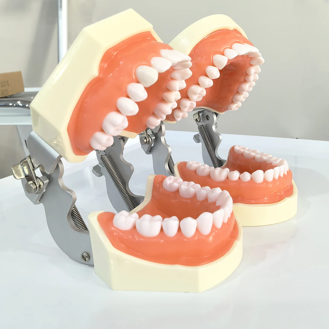Dental Simulation Head Model with Resin Teeth Soft Gums for Endodontics Teaching Dentistry Tooth Model Phantom