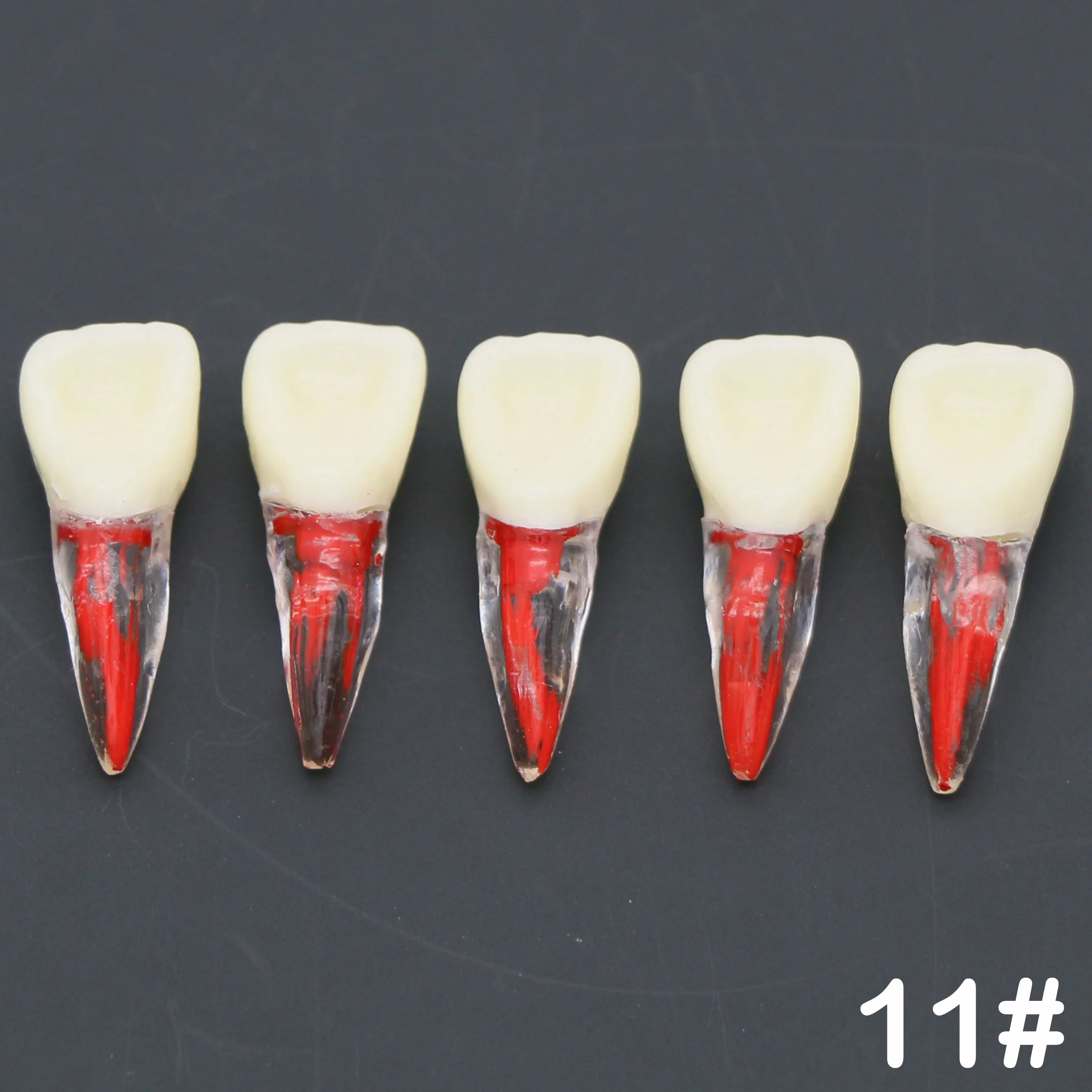 

5Pcs Dental Endodontic Teeth Root Root Canal RCT Practice Pulp Cavity Endo Teeth Tooth 11#