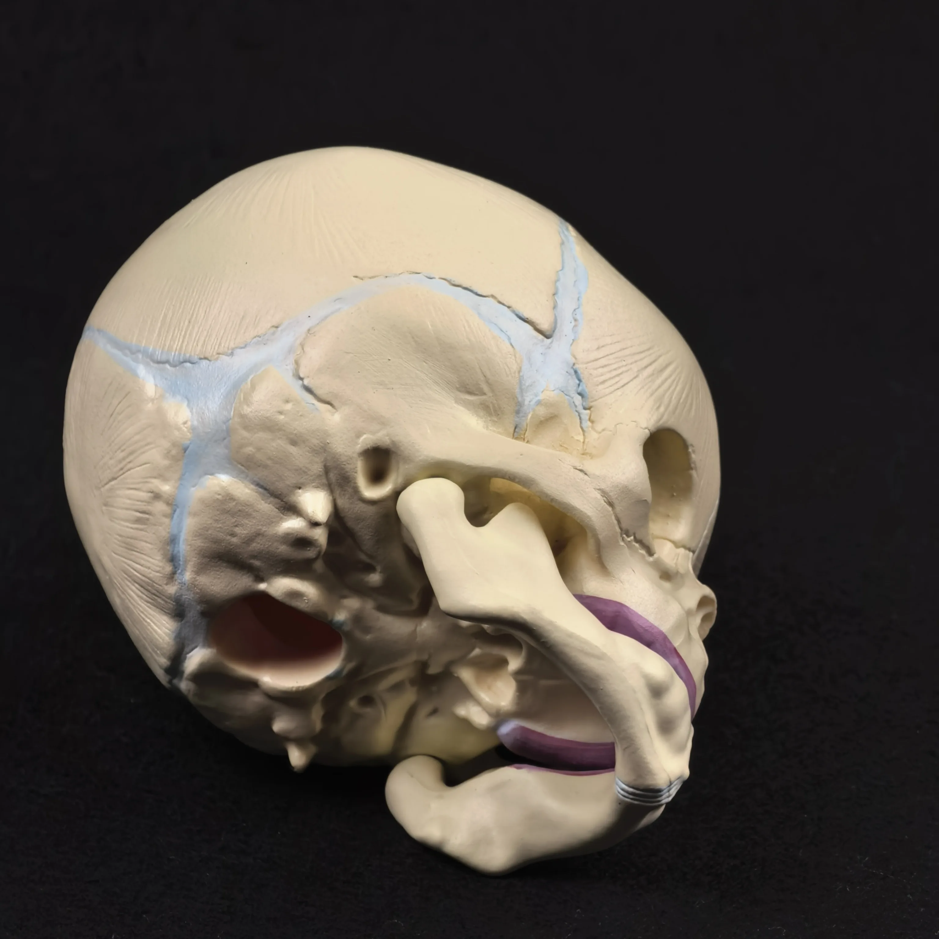 PVC Human Fetal Baby Infant Anatomical Skull Model High Simulation for Medical Art Sketch Educational Toy