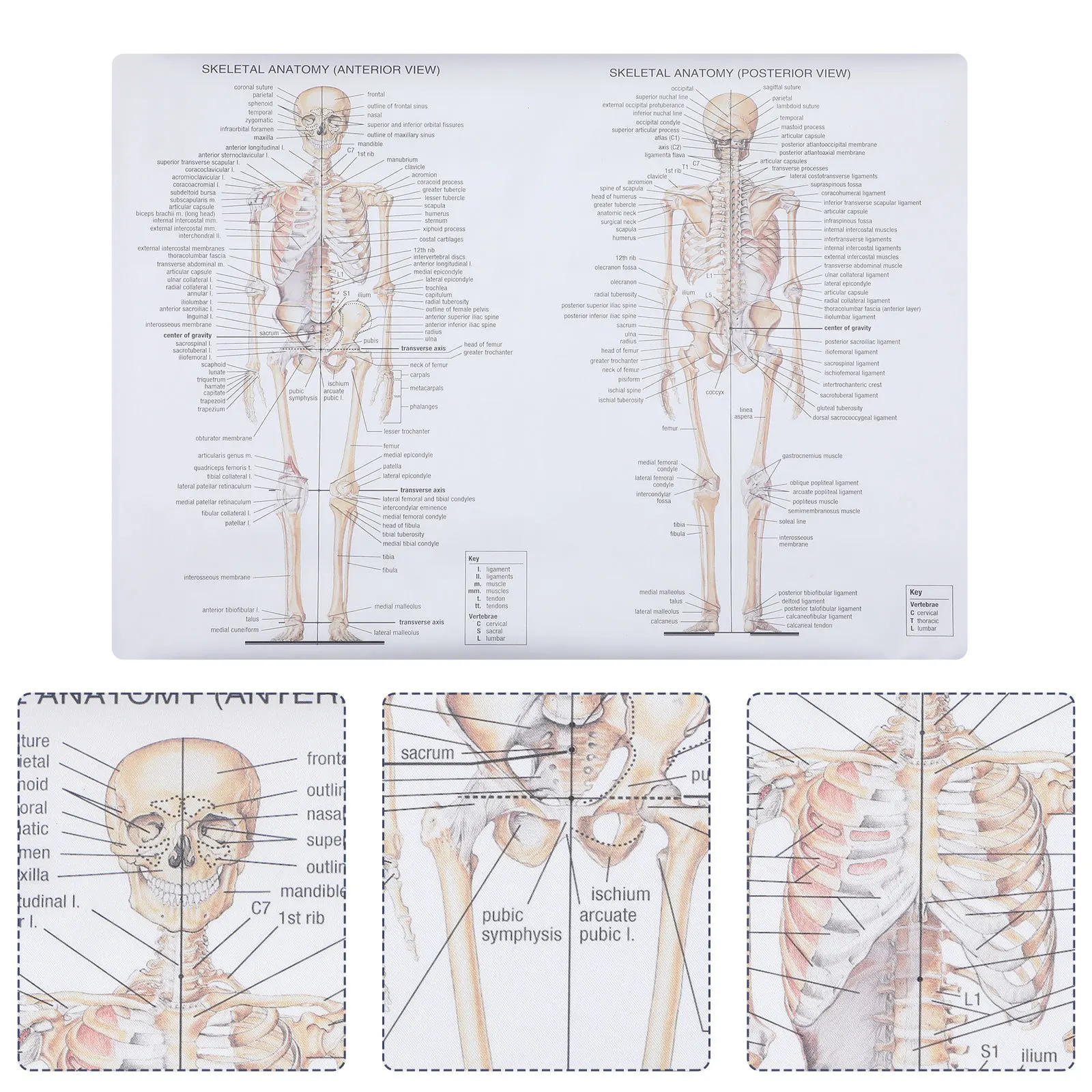 

1Pcs Human Skeletal Muscle Anatomy Poster Clear Font Teaching Chart School Laboratory Science Classroom Human Dissection Poster