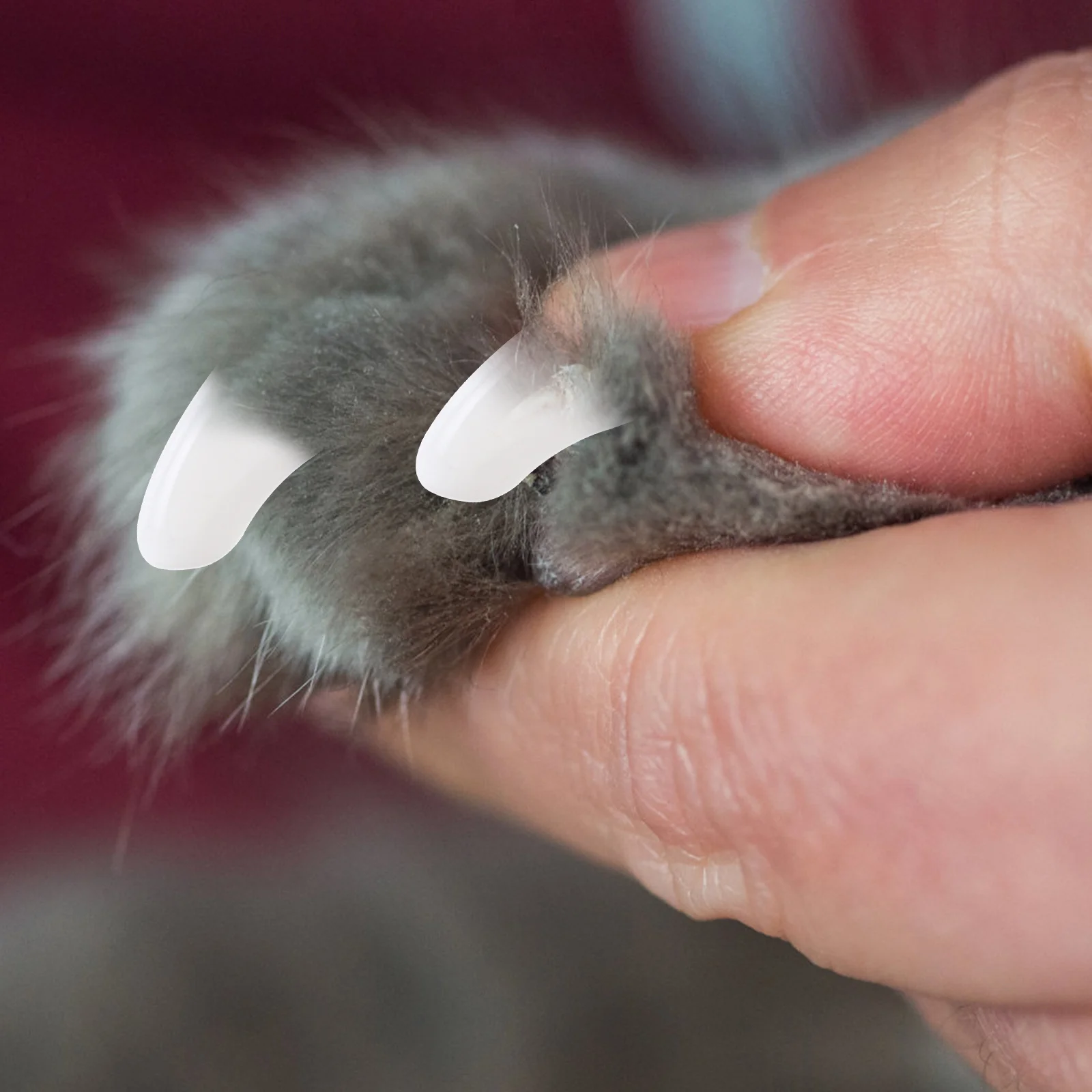 

2Packs Pet Dog Cat Nail Covers Scratch Protection Durable Tpr Material Claw Covers for Pets Pet Claw Caps