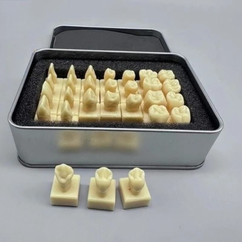 Dental Student Practice Study Tools Dentist Materials Dentistry Training Times Comparison Carving Teaching Permanent Tooth Model