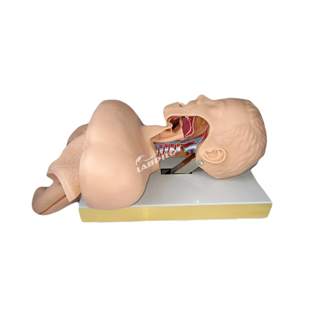 2025 Intubation Training Model with Alarm, Airway Trainer and Suction Teaching Simulator