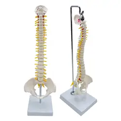 1 Piece Skeleton Anatomy Model Fexible Spine Model Vertebral Column with Base 45cm PVC for Educational Tool