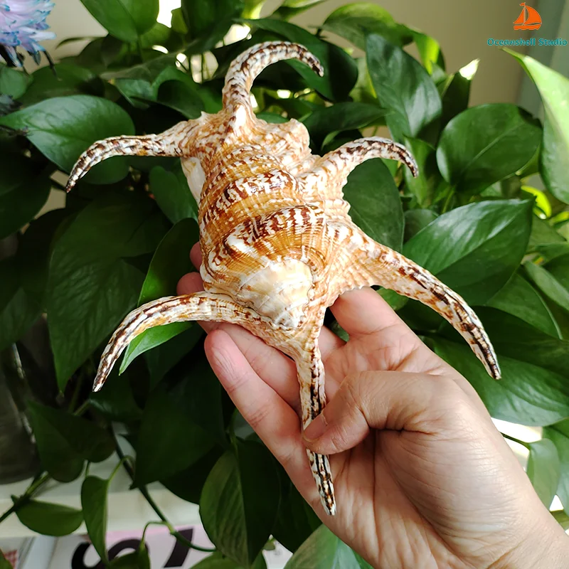 

17-20CM Large Chiragra Spider Conch Natural Rugosa Arthritic Spider Conch Sea Shells Home Decorations DIY Nautical Decor Accent