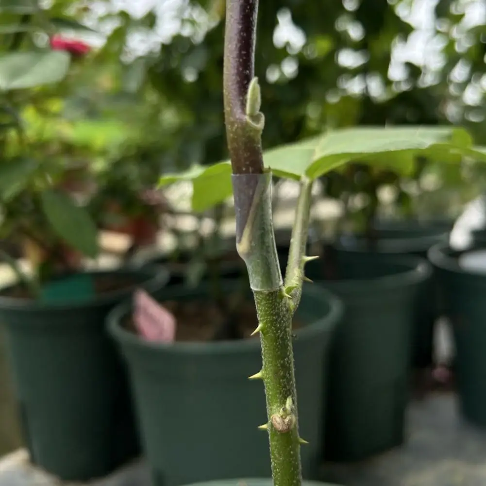 Tree Grafting Supplies Silicone Grafting Sleeves for Fruit Trees Elastic Thin-walled Grafting Tubes Rapid Plant for Gardening