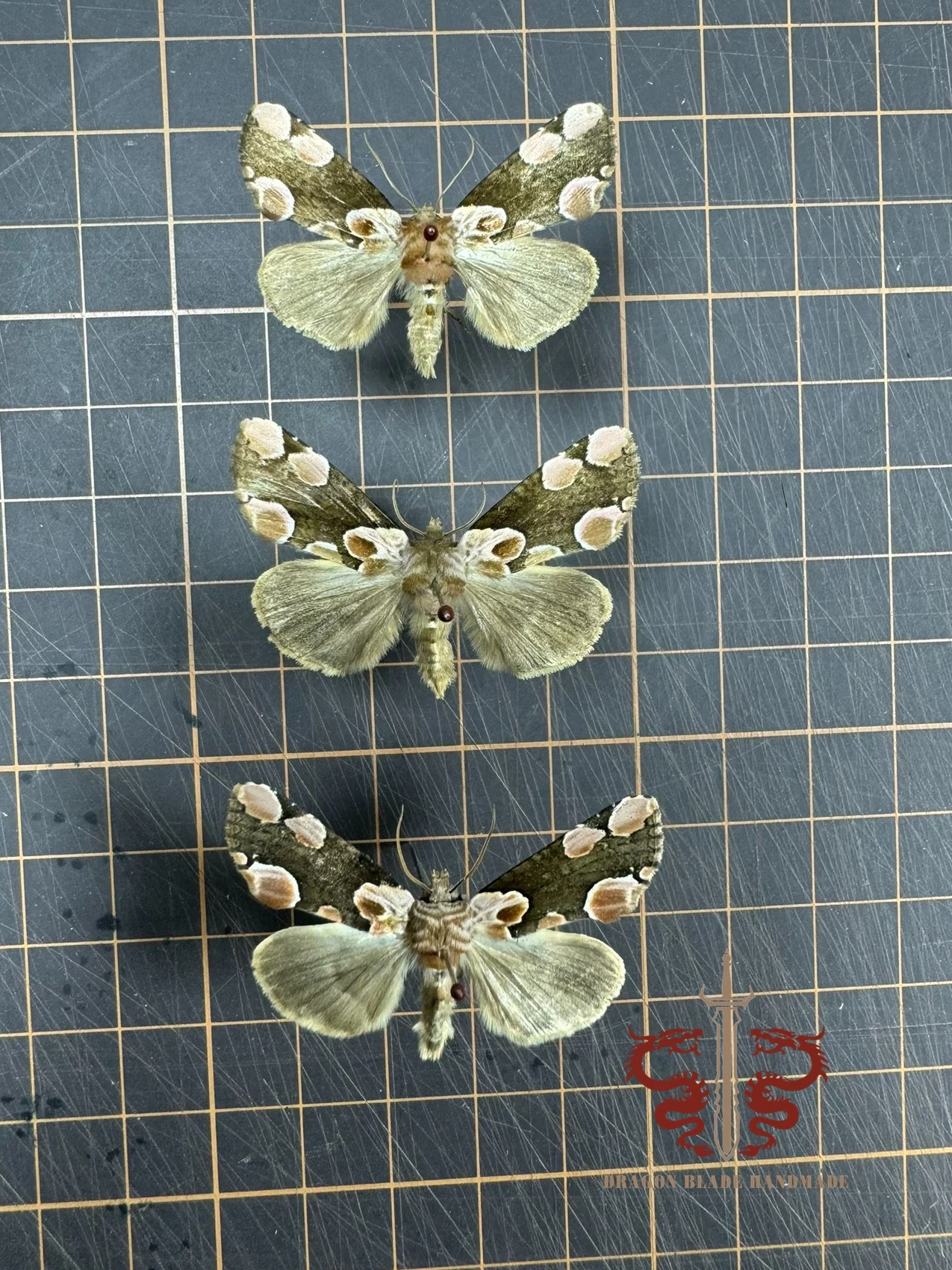 Moth specimen Gaurena sinuata, 1pc wings spread A1/A- high quality, Decorative Display Collection Gifts