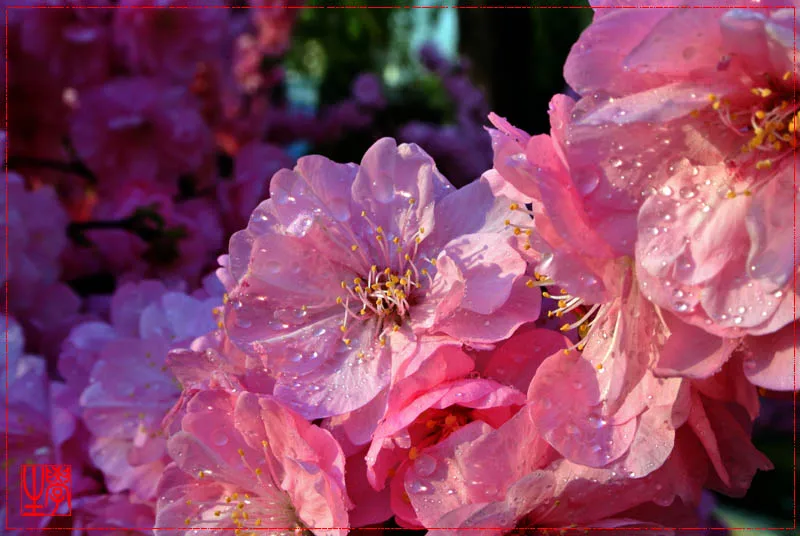 ARRMA 1/5 KRATON 8S ARA110002 OUTCAST BLX-ARA5810 شاحنة معدنية من سبائك الألومنيوم لوحة ضغط التوجيه الأمامية # ARA320474