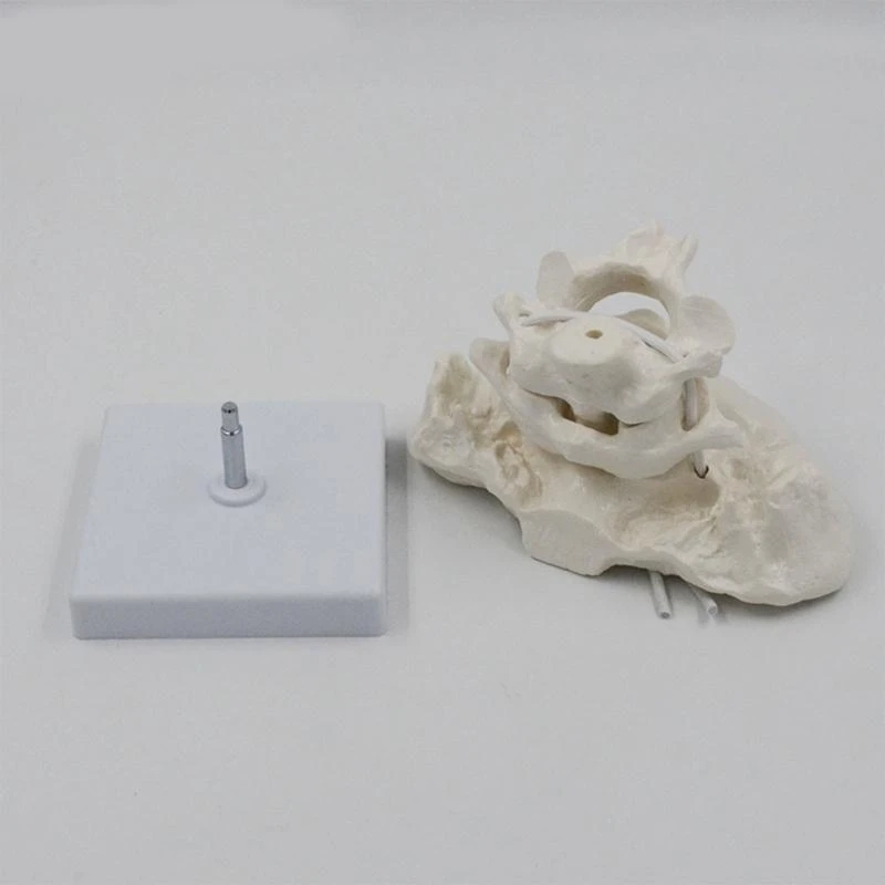 1,5x затылочная кость с базовой докторской доктором Анатомии Анатомия в классе для класса анатомии включает в себя подробные