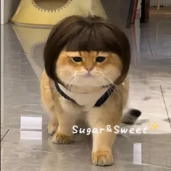 Dog Wig Funny Pet Wig Headgear Cat Dog Funny Hair Accessories Bangs Braids Exploding Heads Cosplay
