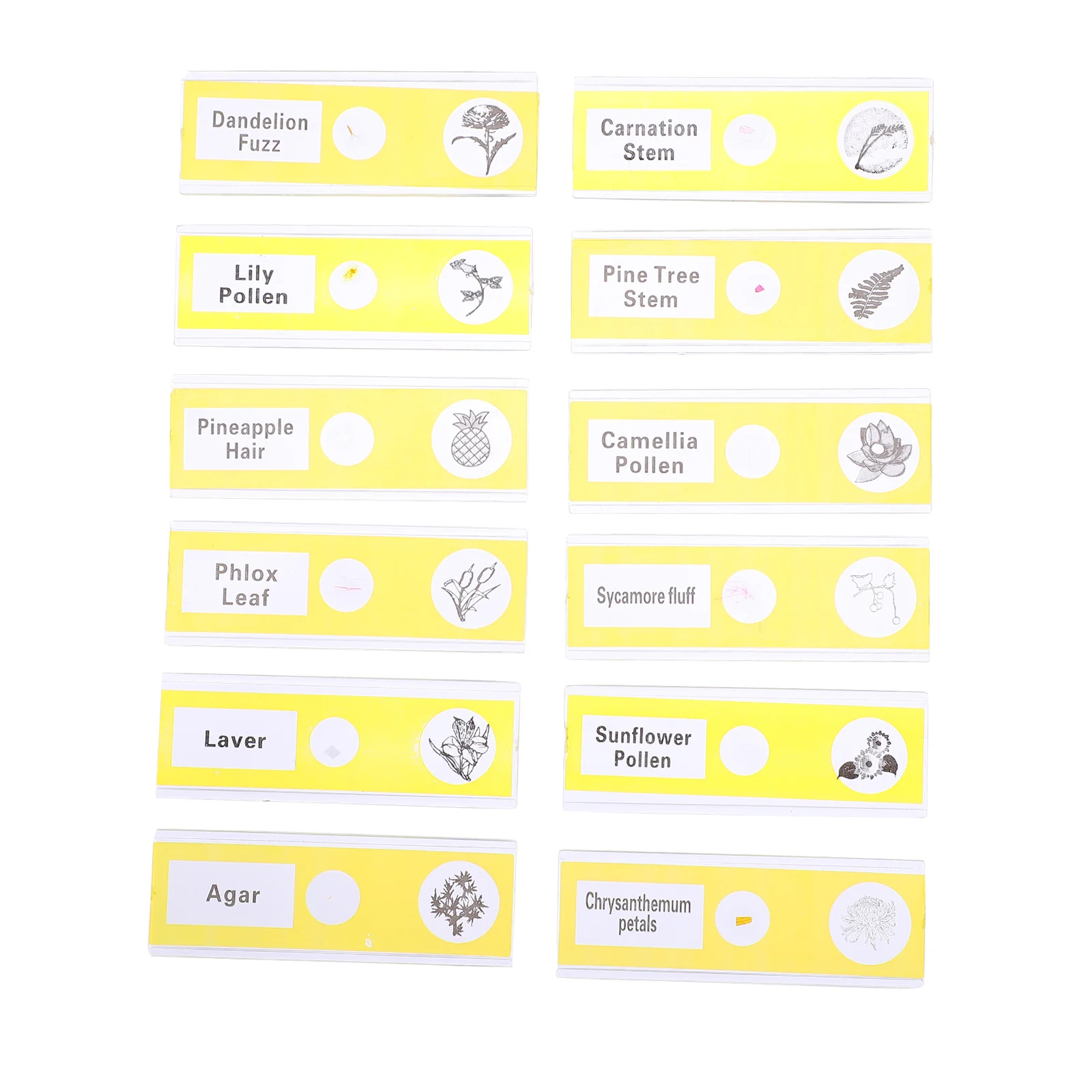 12Pcs Prepared Microscope Slides Plant Specimens Clear Plastic Safe for Kids Entry Level Biological Sample Exploration