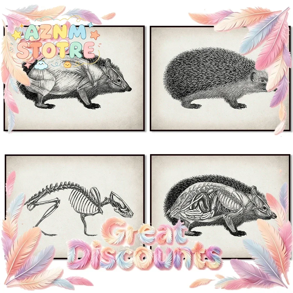 Hedgehog anatomy poster, wildlife biology forest animal anatomy art, hedgehog print, vet office gift vet clinic decoration