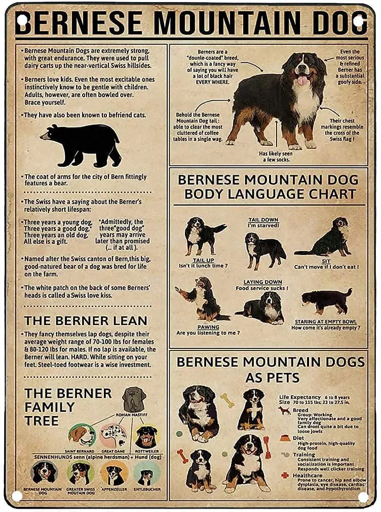 Bernese Mountain Dog Knowledge Aluminum Metal Signs Decor Sign Unique Gift Art Antique  tin decor