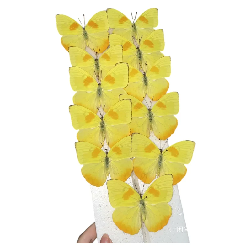 1 PC natural Real Butterflies Specimen (Phoebis philea）