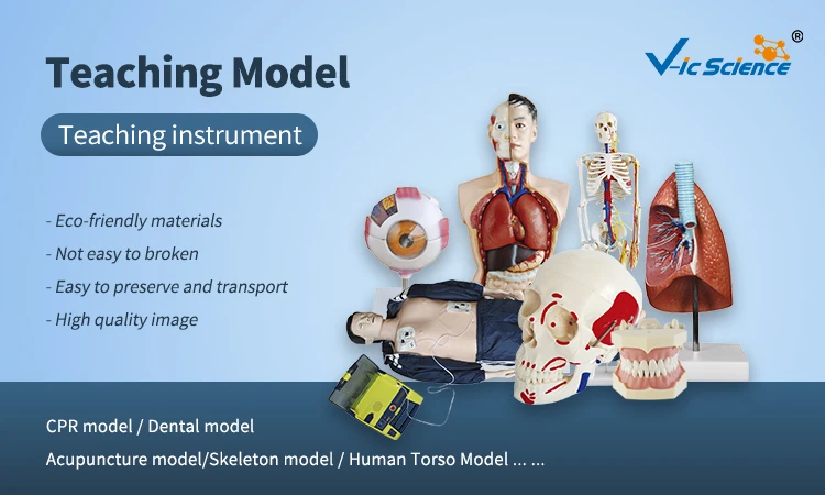 Advanced multi-function emergency training simulator (CPR and endotracheal intubation integrated function, embedded system)