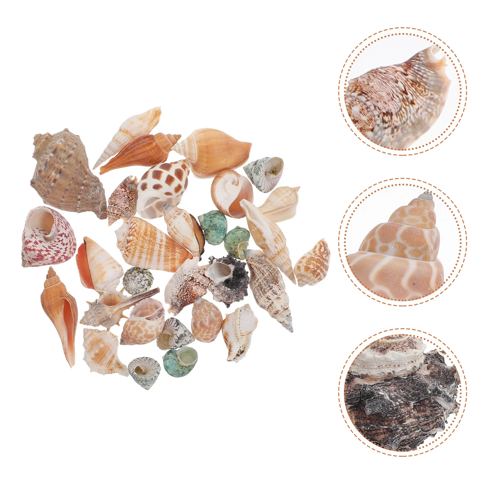 

1Set Natural Conch Decor Mini Fish Tank Aquarium Ornament Exquisite Realistic Design Safe Nonpolluting Lifelike Gift