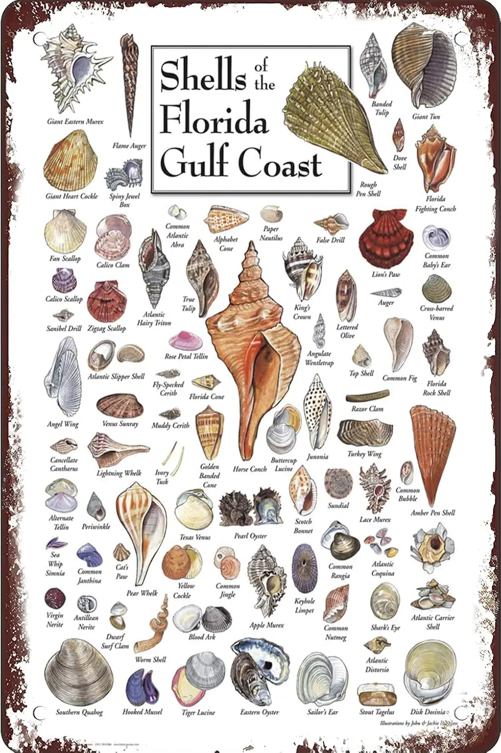Shells of the Florida Gulf Vintage Metal tin Sign Art Plaque Wall Decor Look Funny Gifts for Home Kitchen Garage Bathroom