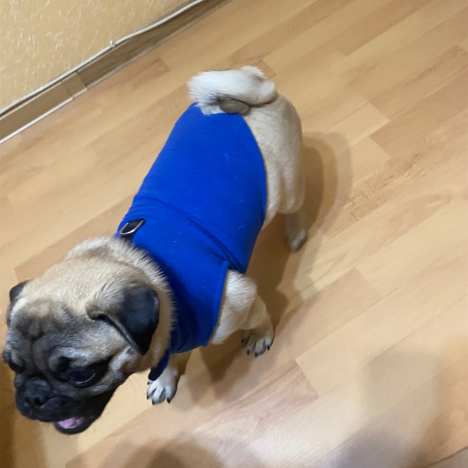 Ropa de lana para perros pequeños, chaleco cálido para cachorros, gatos, Shih Tzu, Chihuahua, chaqueta para Bulldog Francés, abrigos para Pug,