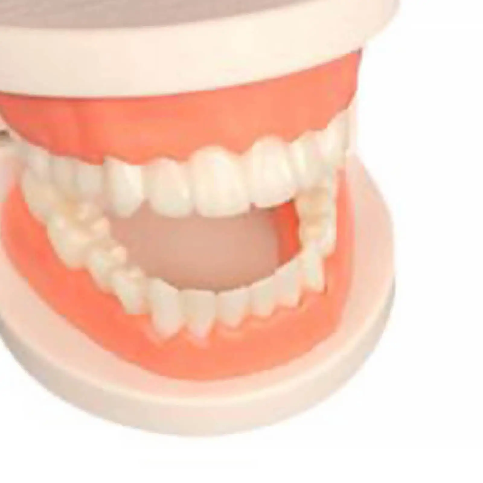 Plastic Teeth Model with Toothbrush Montessori Early Learning Toy for Kids Educational Brushing Practice Oral Cognitive Aid