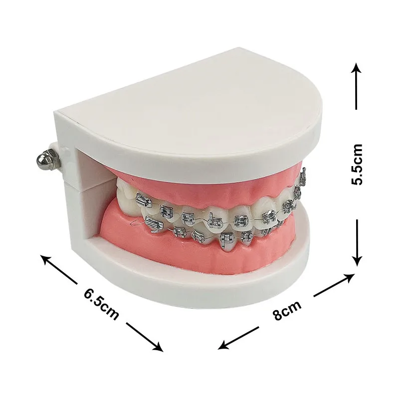 Dentystyczny Model zębów ortodontyczny z orto wspornik metalowy z drutu łukowego podwiązki dentysta narzędzie do demonstracji badań