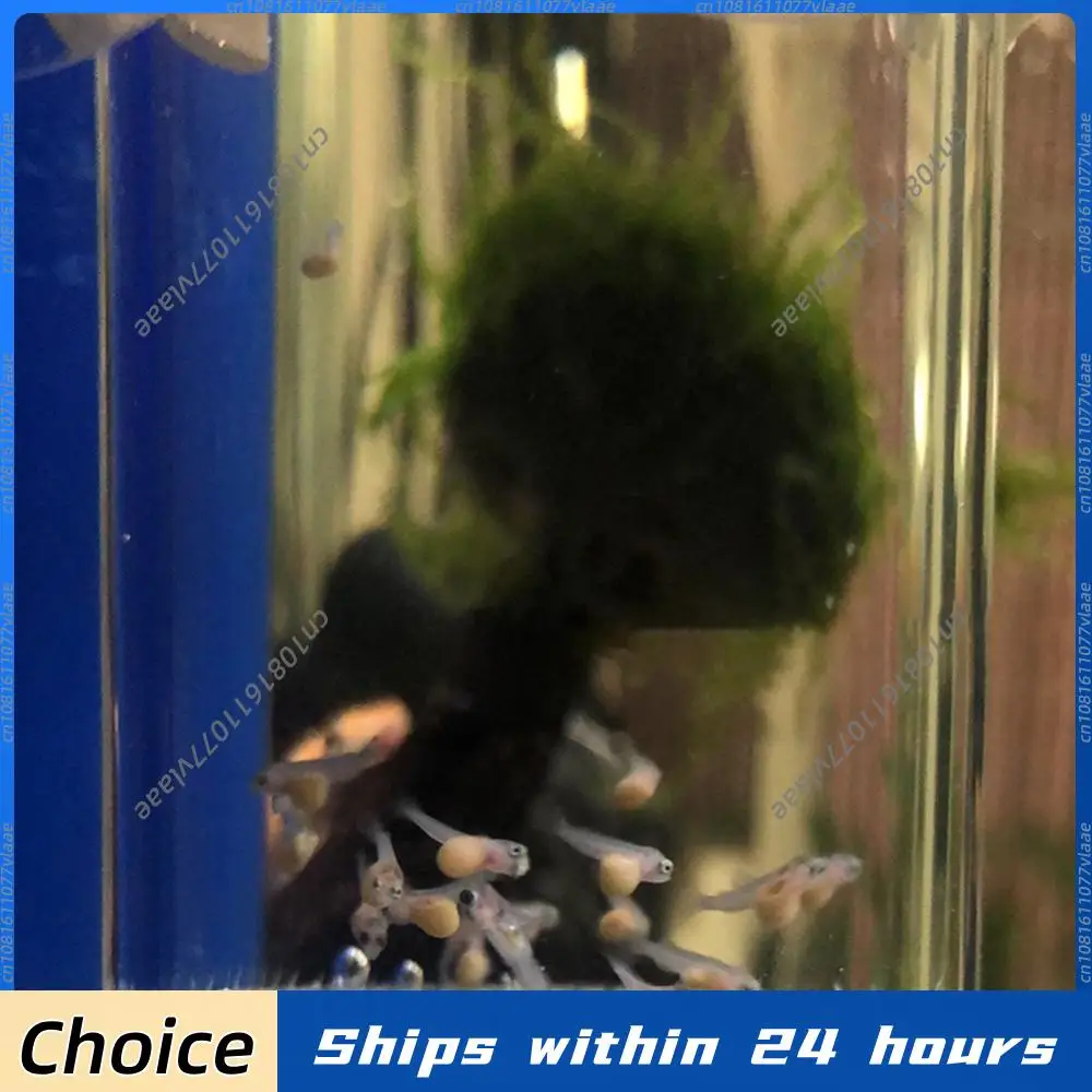 40mm Aquarium Cichlids Hatchery Eggs Instead Mouth Brooding Fish Egg Incubator Incubator Tumbler Aquarium Fish Farming