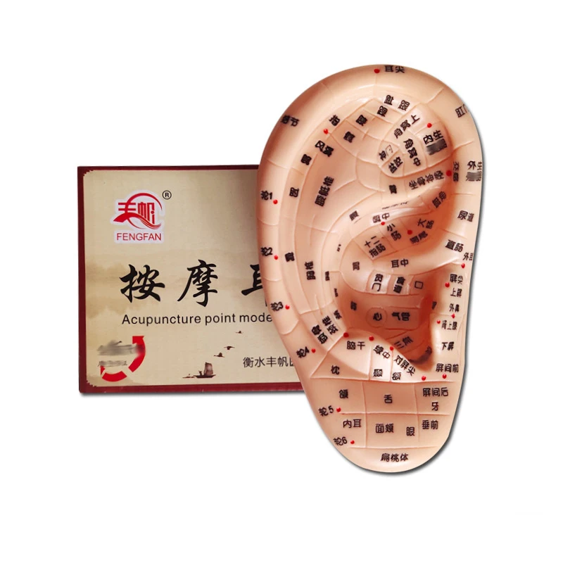 

Модель для массажа уха по методике меридианного воздействия, модель зон рефлексотерапии уха, учебные пособия для массажа уха и акупунктуры