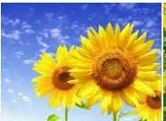 

Служба клиентов SS Служба клиентов SS