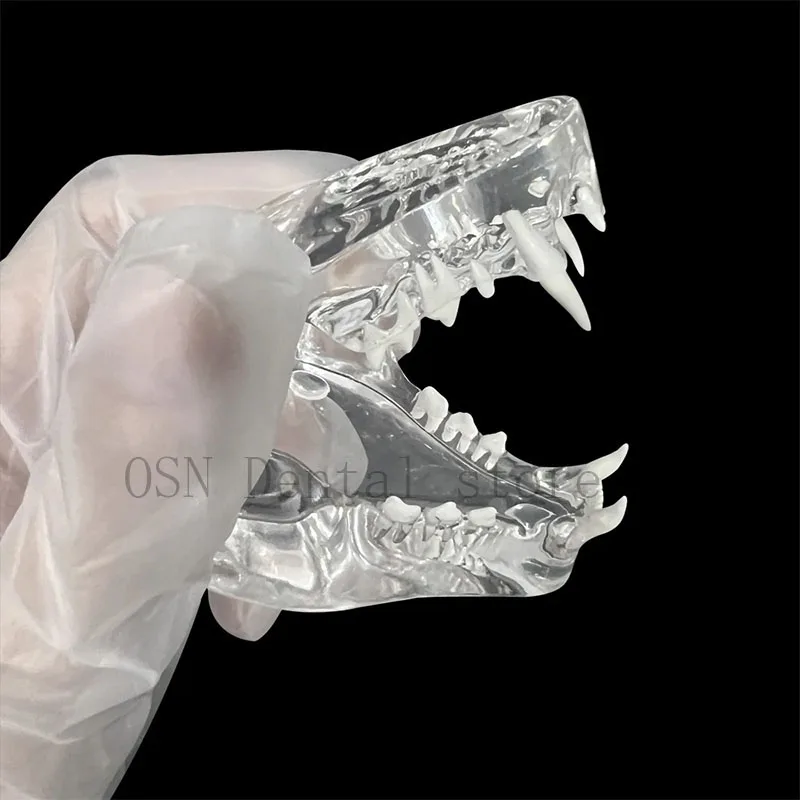 Transparent Dog Jaw Model Canine Full Mouth Teeth Model Veterinary Pet Dental Anatomy Teaching Demonstration Model for Vet Clini