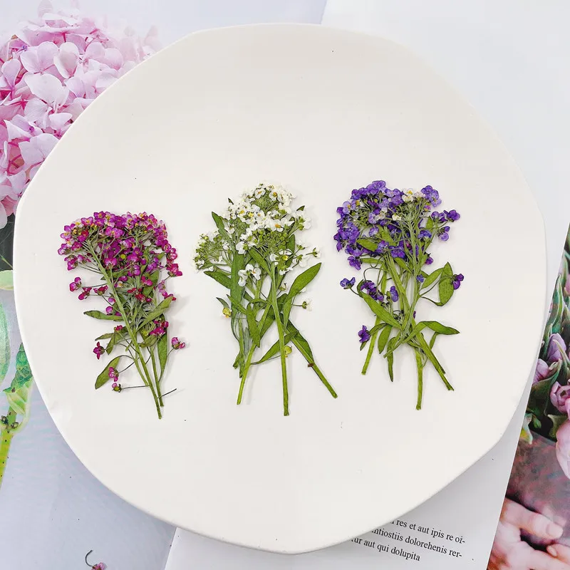 24pcs/5-6cm,natural Snowball dried flowers,real pressed flowers DIY popular nail drop plastic trinkets,gift card bookmark decor