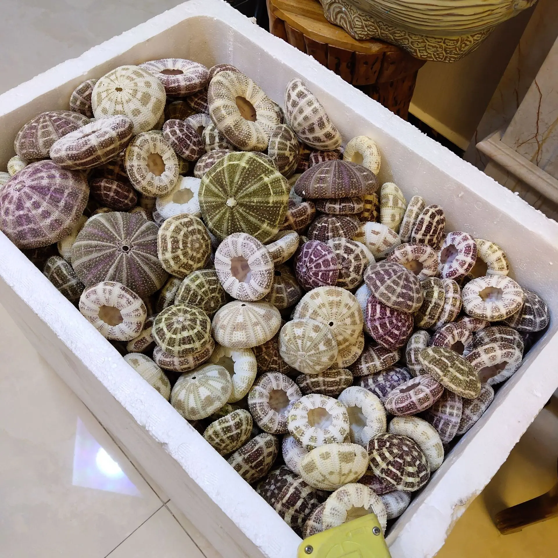 gossip sea urchin,Sea urchin shell 5-13cm, various sizes