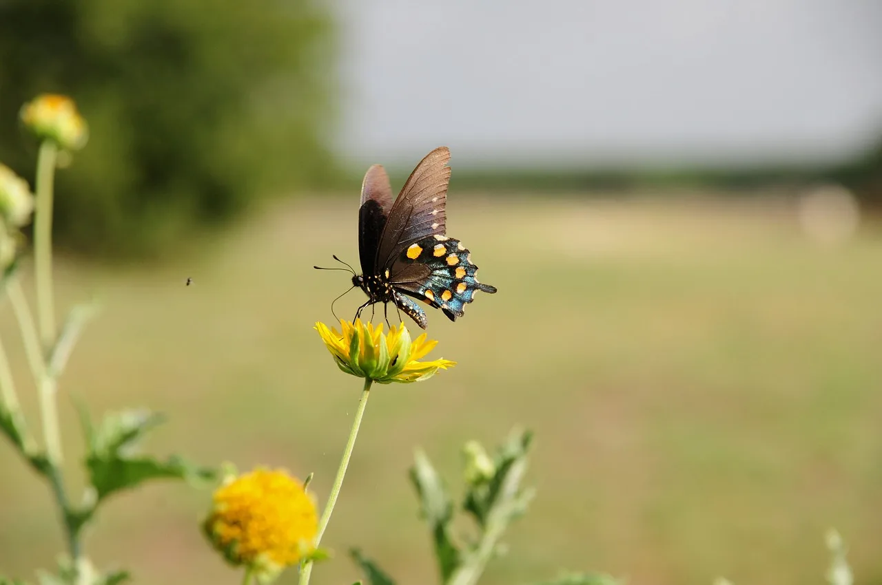 

ARRMA 1/8 & 1/7 CVD Drive Shaft for KRATON/SENTON/TYPHON/TALION/Infraction/Limitless – 7075 Aluminum Precision Fit Quick-Release