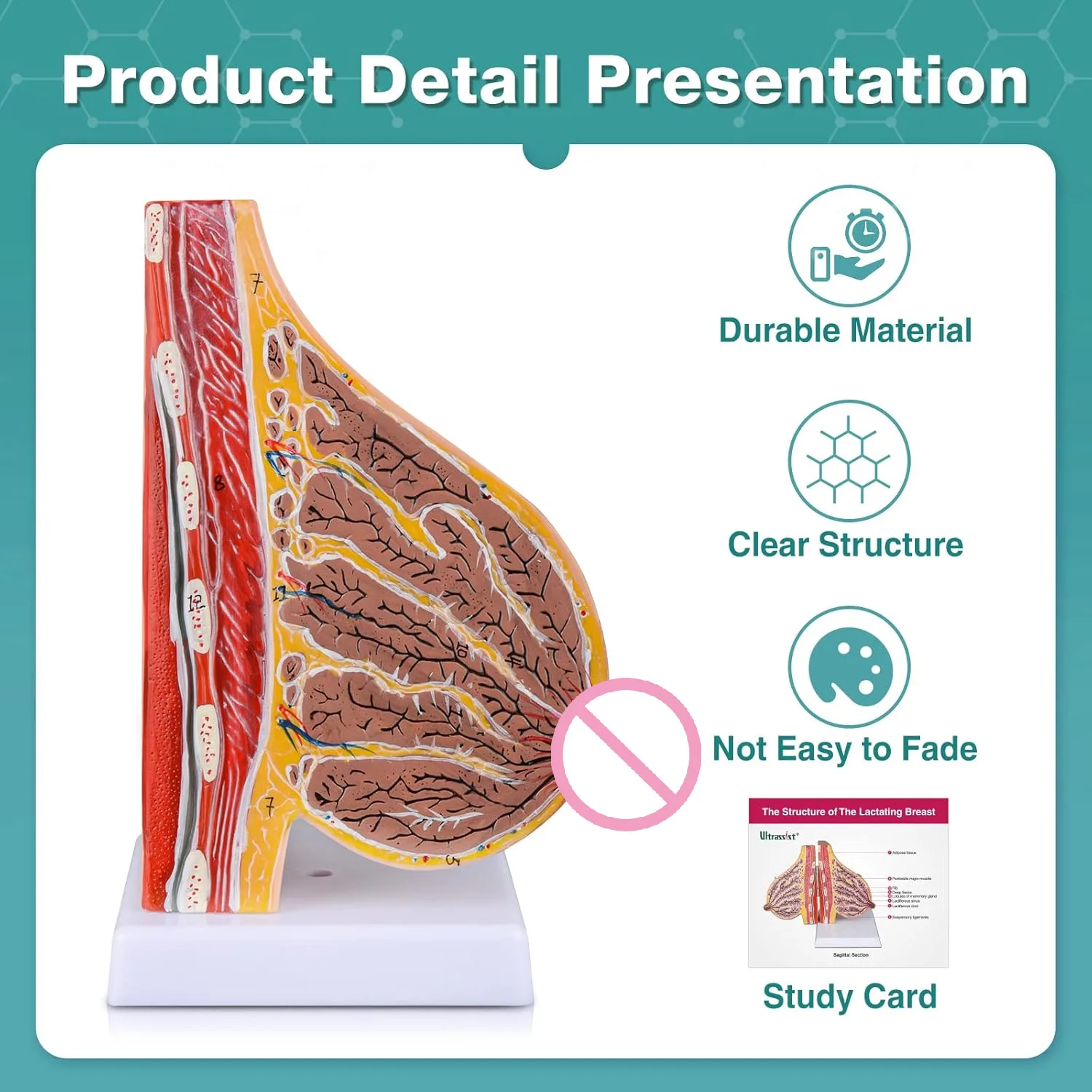 Ultrassist Breast Anatomy Model Lactating Breast Sagittal Section Model Include Study Card for Breast Surgeon Gift Display