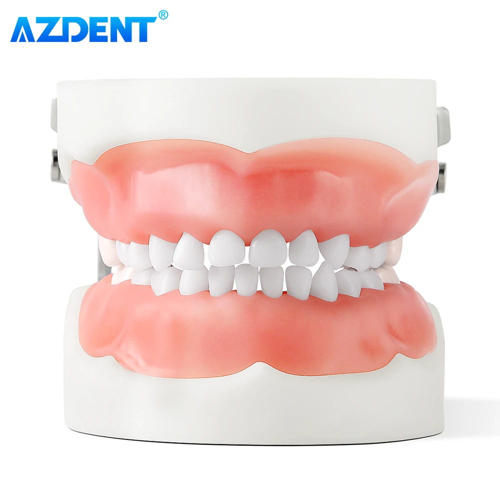 Dental Resin Model Removable Training Typodont AZDENT Teeth Model for Dentists Practice Adults Children Dentistry Equipment