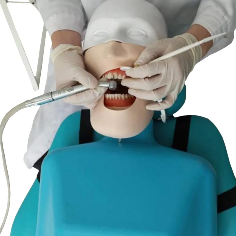 Oral Dental Teaching Model with Simulated Shoulder Tooth Head Educational Supplies