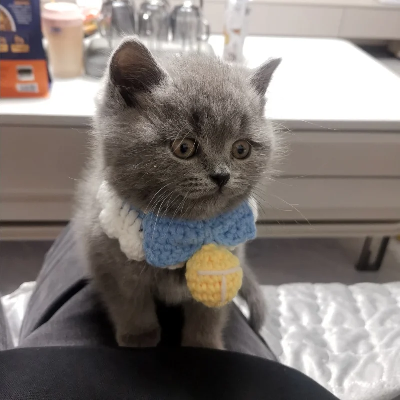 Cute Bow Pet Knitted Crochet Collar Scarf Scarf Cat and Dog Saliva Towel Muppet Blue and White Ornament